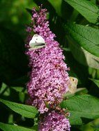 blooming lilac among green leaves