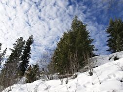 evergreen trees on a snowy hill