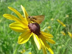 delaware skipper butterfly on yellow flower