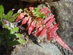 red leaf of fern on stone