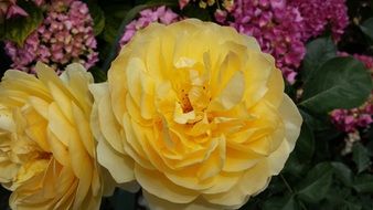 beautiful yellow roses blossom