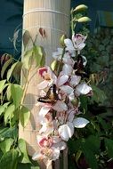 butterfly on the orchid flowers