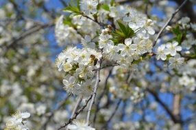 White spring bloom cherry nature garden