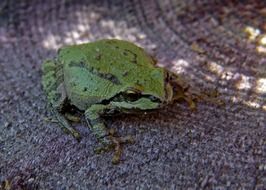 green frog on a wooden surface closeup