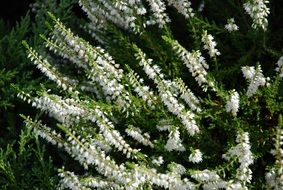 Beautiful white needle flowers