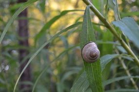 snail in the natural environment