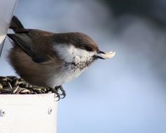 black capped tit bird