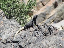 lizard with a white tail on a stone on a sunny day