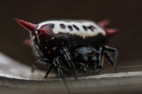 Black,white and red spider