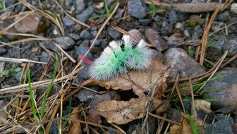 light caterpillar on dry leaves and stones