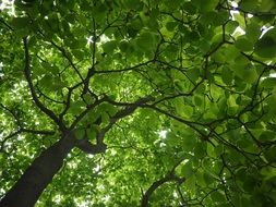 Sunlight through the green leaves