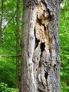 ruined tree trunk in the forest