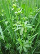 green galium mollugo hedge plants