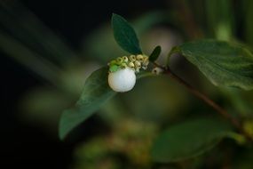 White flower potted plant macro recording