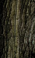 bark on a tree trunk close-up