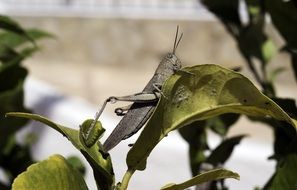 Gigant egyptian grasshopper on green leaf