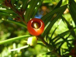 red berry on a conifer close up