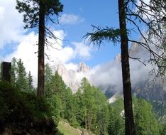 green forest in Dolomites