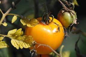 yellow ripe tomatoes on a stalk