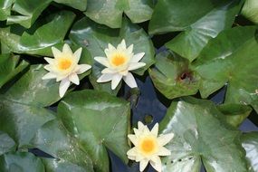 water lily aquatic plants