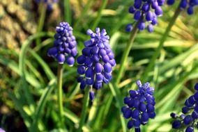 blue grape hyacinth flowers