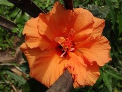 Close-up of the beautiful, blooming orange hibiscus flower in light