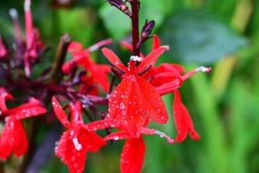 blossoms of Red perennial lobelia queen victoria close up