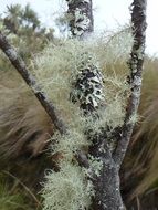 branch in white dry moss