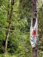 swimsuit on tree in forest