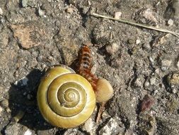 snail with yellow shell