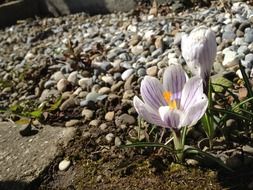 bewitching spring flower