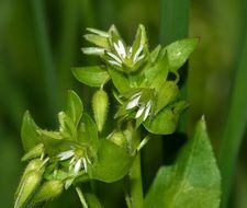 Green stellaria flowers