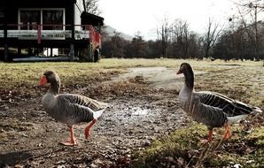geese walking