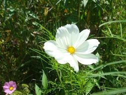 flower white wiesenblume