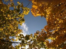 landscape of orange and gold foliage on a trees