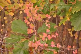 closeup photo of Red vines with green leaves