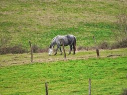 grey horse grazing on meadow