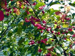 pink berries in autumn