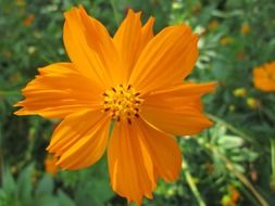 cute orange flower in the garden
