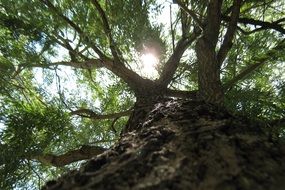 sun beams thorough tree branches