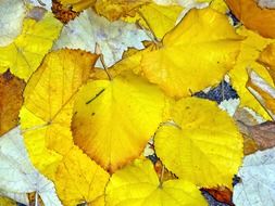 golden-yellow autumn leaves