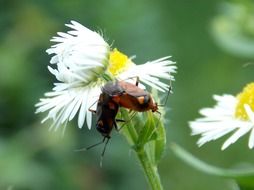 mating insects on white flower in nature