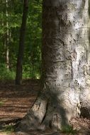 trunk of a tree near the earth