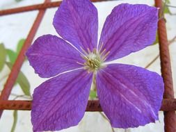 purple clematis on the grid