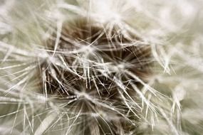 Close up photo of dandelion