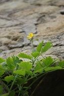 flower in the rock