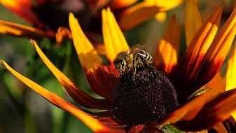 bee on a bright flower