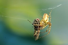 Macro photo of spider