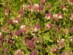 blooming avens on meadow