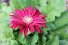 red daisy flower above green leaves